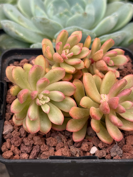 Sedum ‘Joyce Tulloch’ f. variegata
