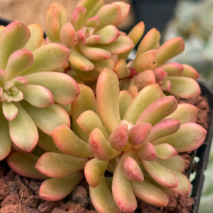Sedum ‘Joyce Tulloch’ f. variegada