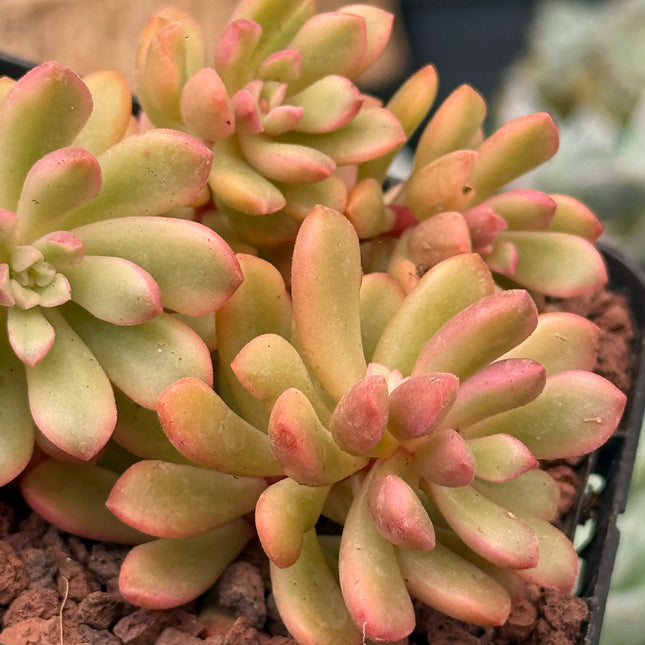 Sedum ‘Joyce Tulloch’ f. variegada