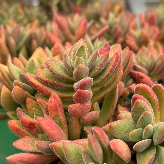 Crassula Lebenslauf. Talisman Ben 