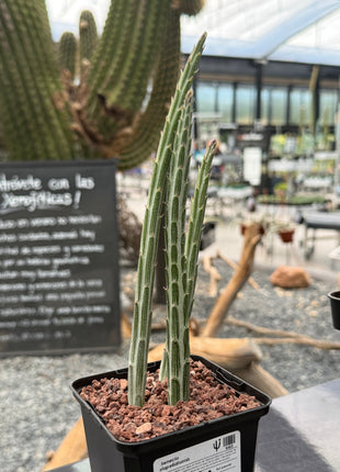 Senecio stapeliformis