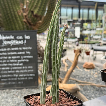 Senecio stapeliformis