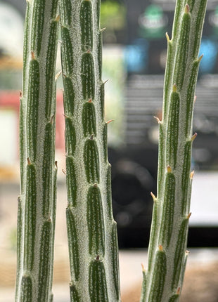Senecio stapeliformis