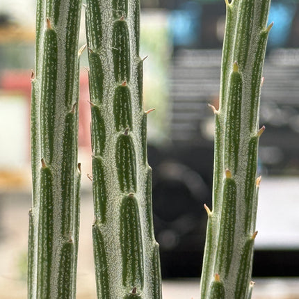 Senecio stapeliformis