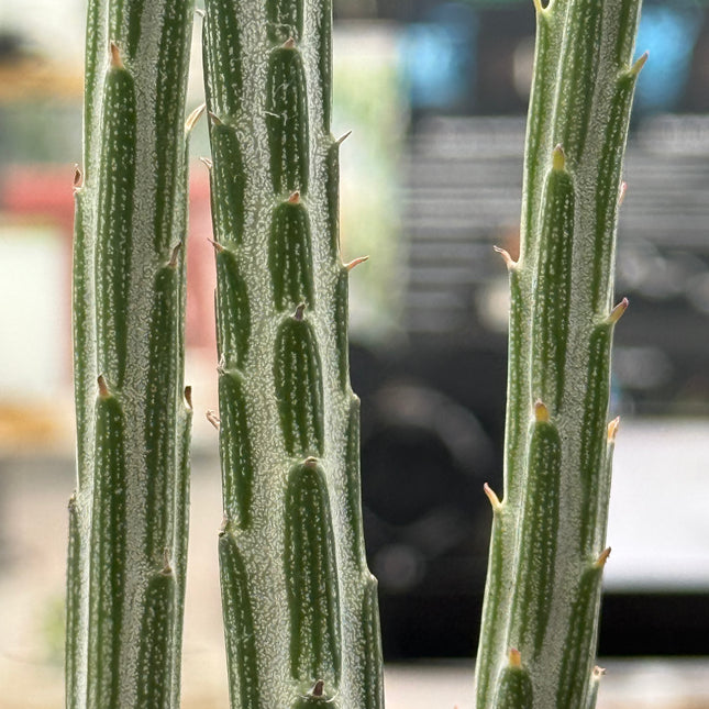 Senecio stapeliformis