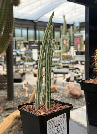 Senecio stapeliformis