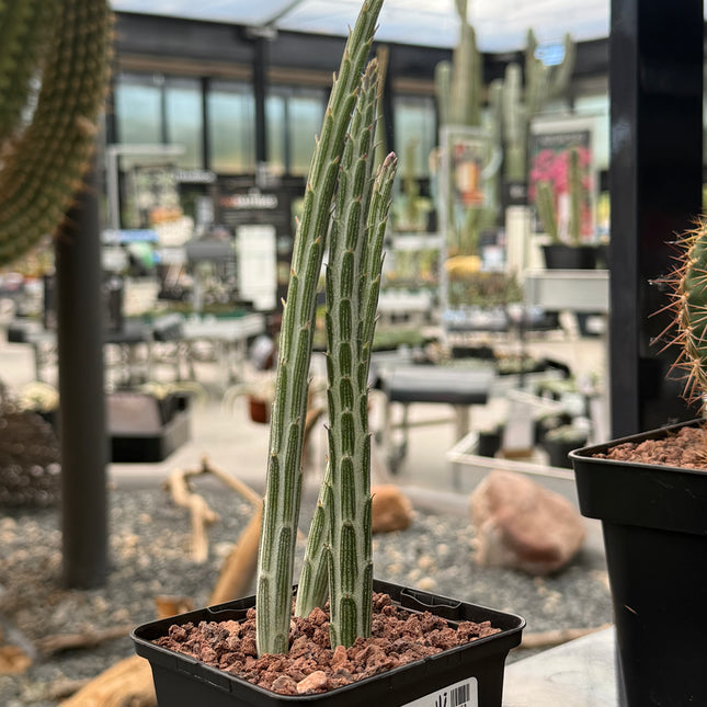 Senecio stapeliformis