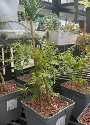 Operculicarya decaryi