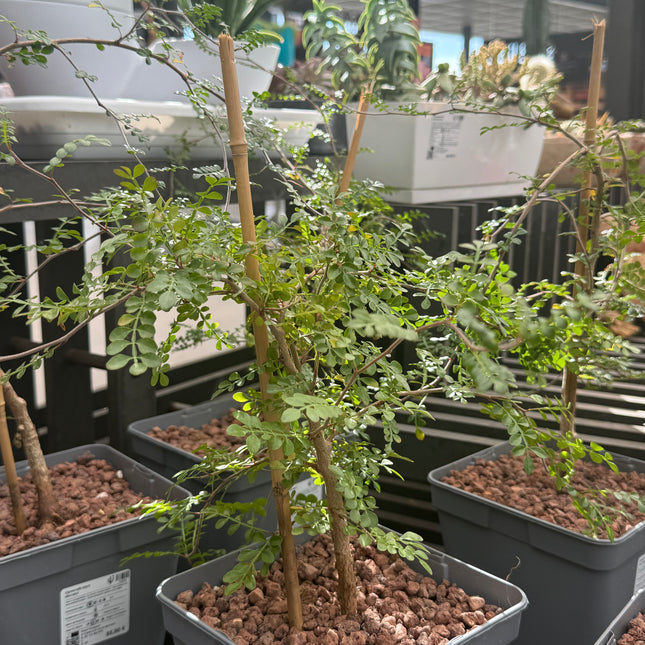 Operculicarya decaryi