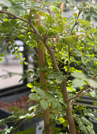 Operculicarya decaryi