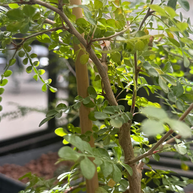 Operculicarya decaryi