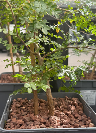 Operculicarya decaryi