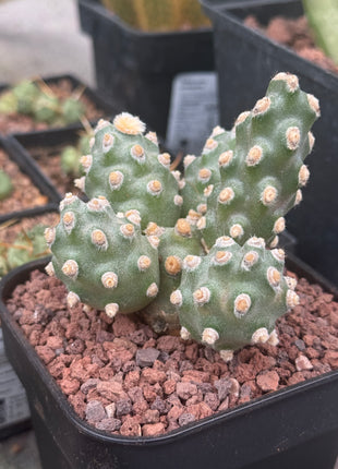 Tephrocactus molinensis