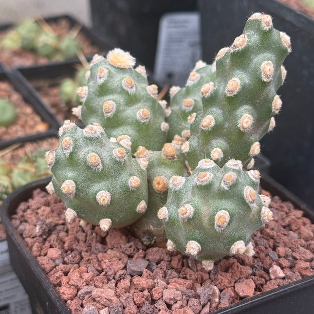 Tephrocactus molinensis