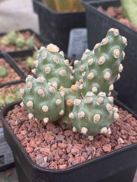 Tephrocactus molinensis