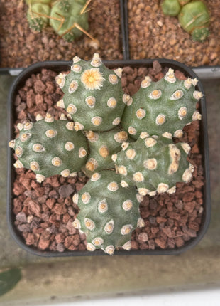 Tephrocactus molinensis