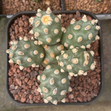 Tephrocactus molinensis