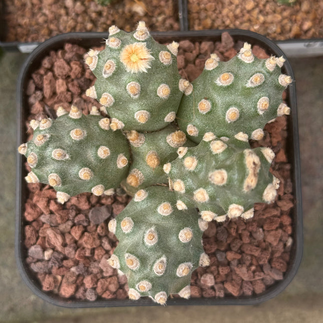 Tephrocactus molinensis