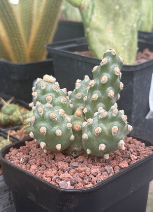 Tephrocactus molinensis