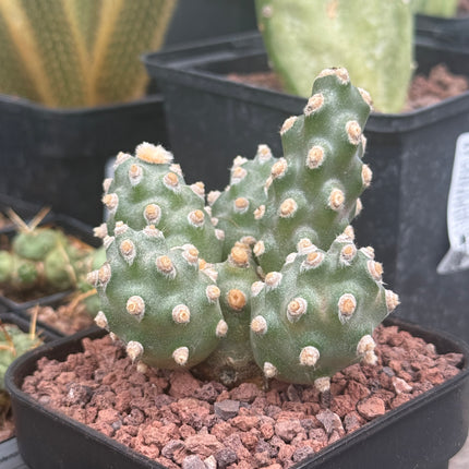 Tephrocactus molinensis