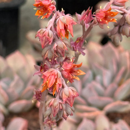 Echeveria ‘Lilac Mist’