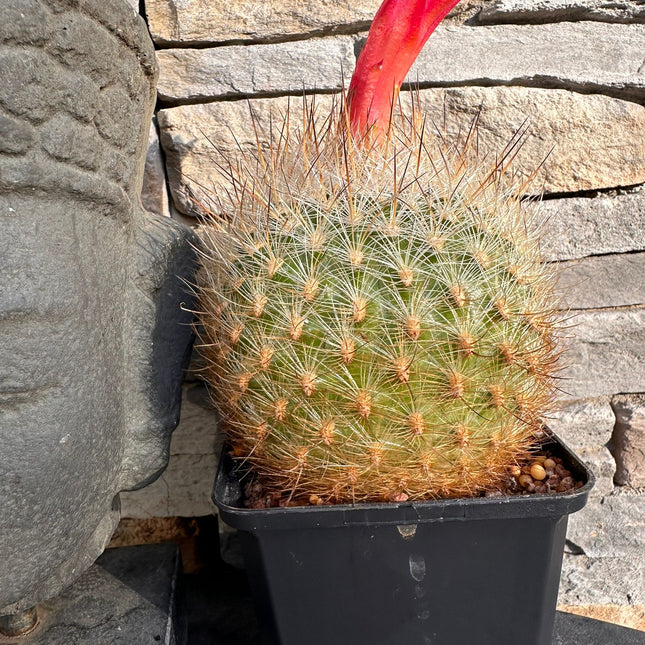 Matucana haynei