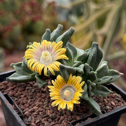 Aloinopsis rubrolineata