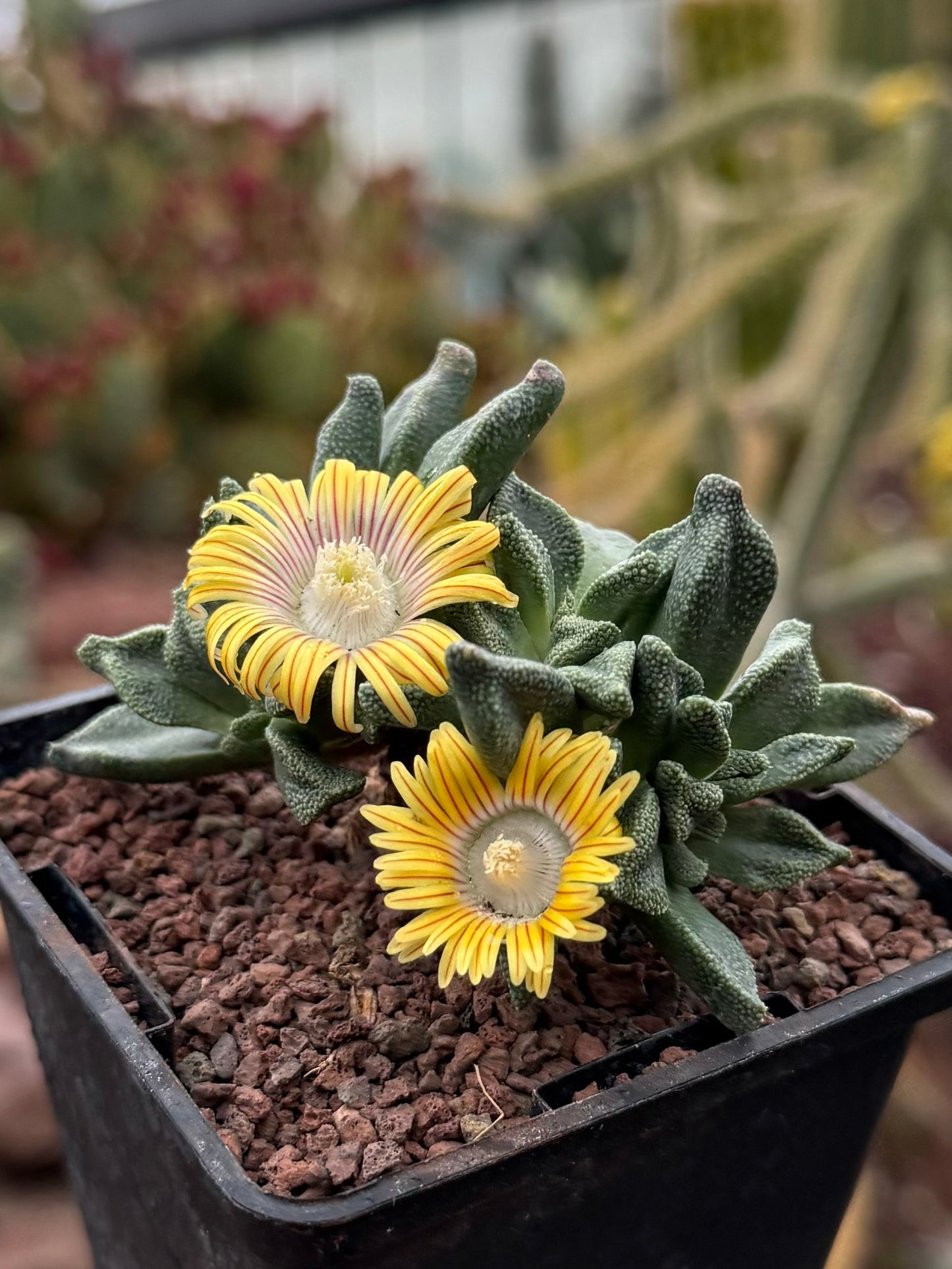 Aloinopsis rubrolineata