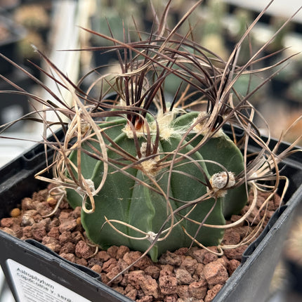 Astrophytum capricorne var. senile
