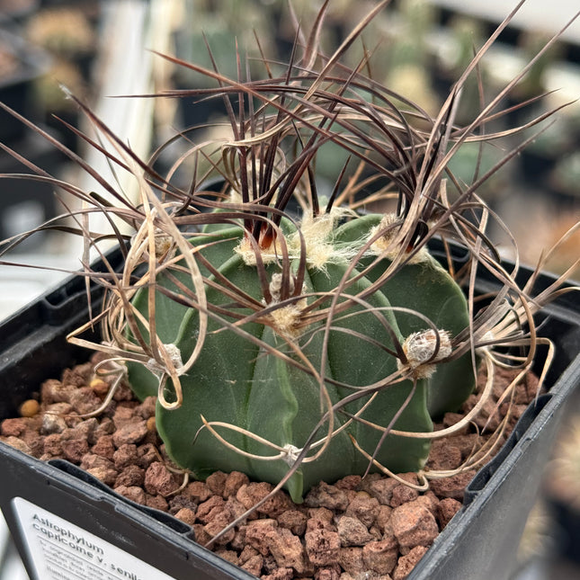 Astrophytum capricorne var. senile