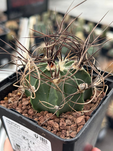 Astrophytum capricorne var. senile