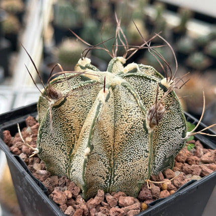 Astrophytum capricorne var. niveum