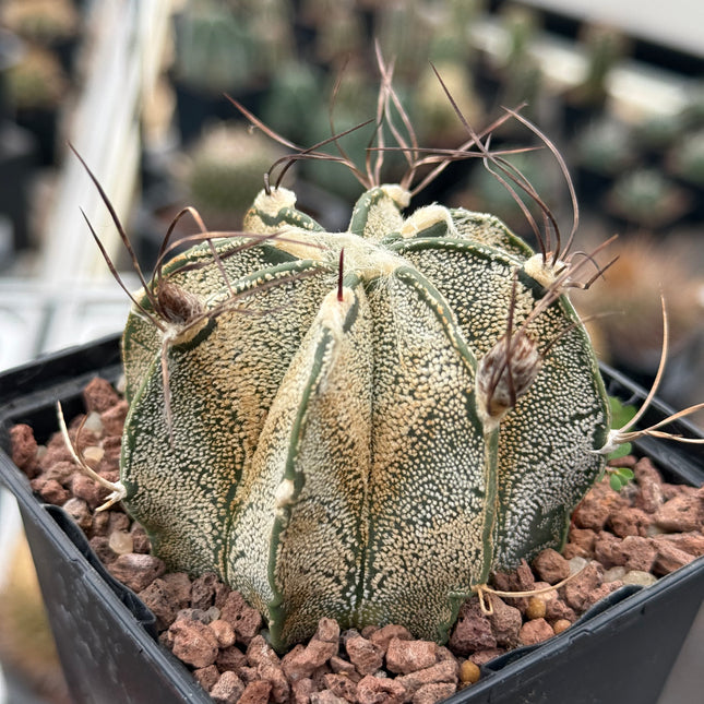Astrophytum capricorne var. niveum