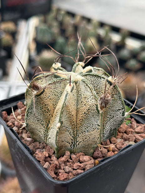Astrophytum capricorne var. niveum