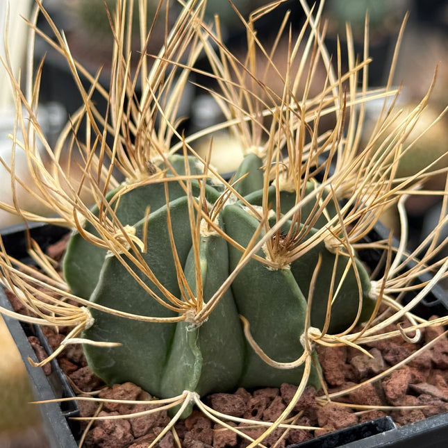 Astrophytum capricorne var. aureum