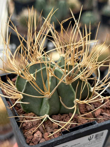 Astrophytum capricorne var. aureum