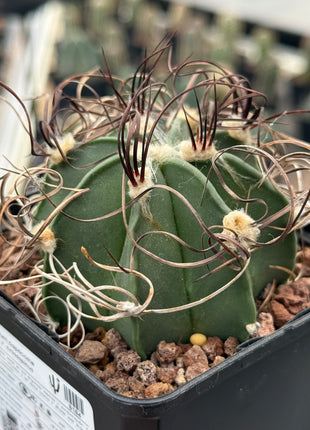 Astrophytum capricorne var. crassispinus