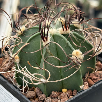 Astrophytum capricorne var. crassispinus