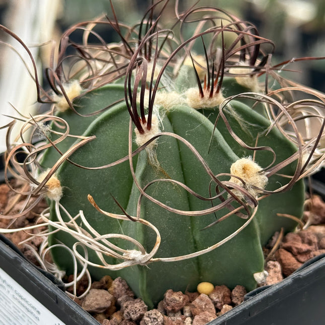 Astrophytum capricorne var. crassispinus