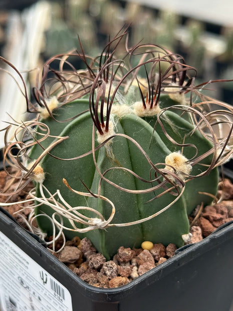 Astrophytum capricorne var. crassispinus
