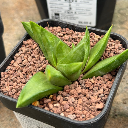 Haworthiopsis scabra var. starkiana