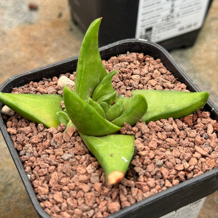 Haworthiopsis scabra var. starkiana
