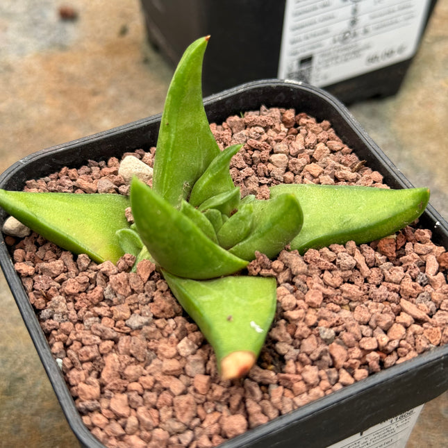 Haworthiopsis scabra var. starkiana