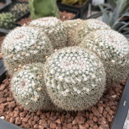 Mammillaria parkinsonii