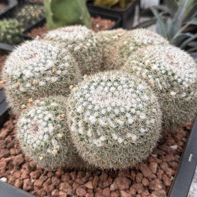 Mammillaria parkinsonii