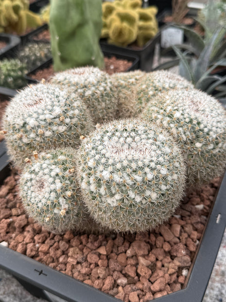 Mammillaria parkinsonii