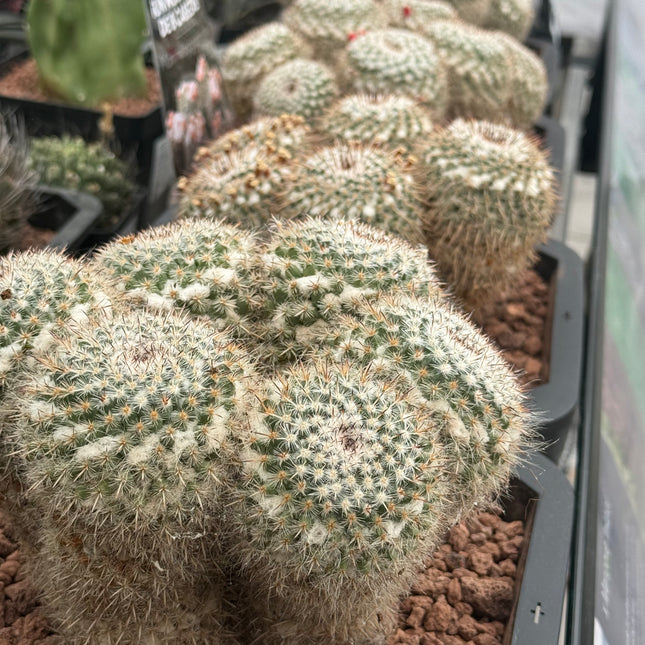 Mammillaria parkinsonii