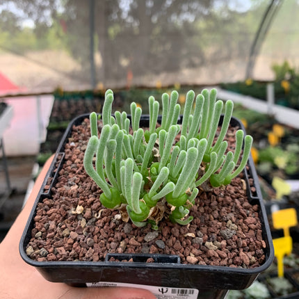 Monilaria moniliformis