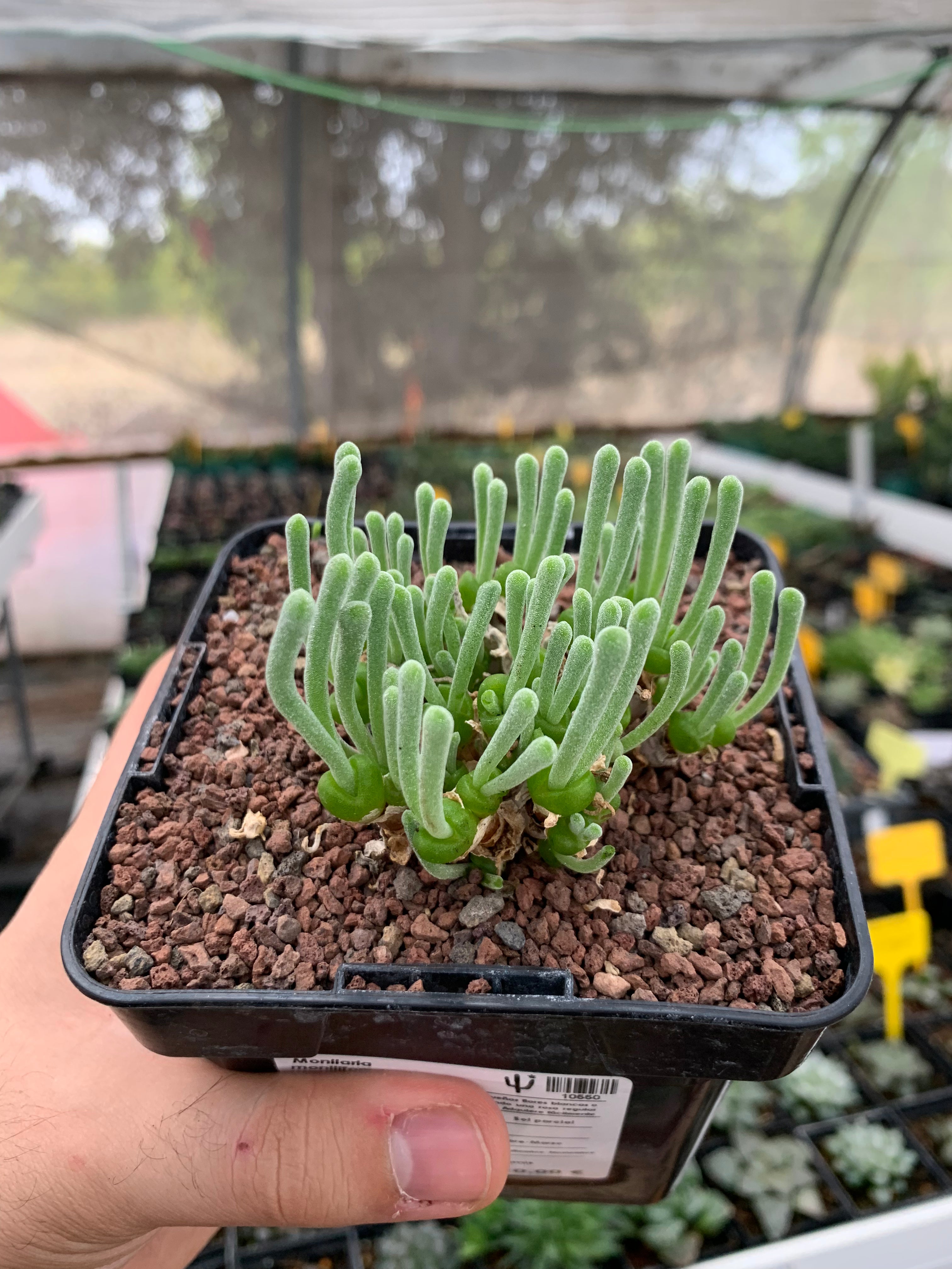 blue bunny succulent Monilaria moniliformis – DesertSTORE.es
