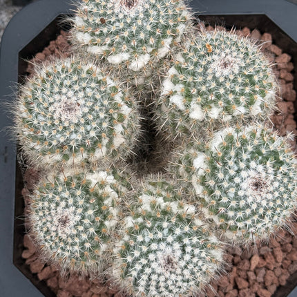 Mammillaria parkinsonii